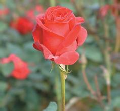 ͸���˿���ҩˮ��Ƶ��ý�壺����ʡί��ί�����±���ְ�����ڡ������顱...